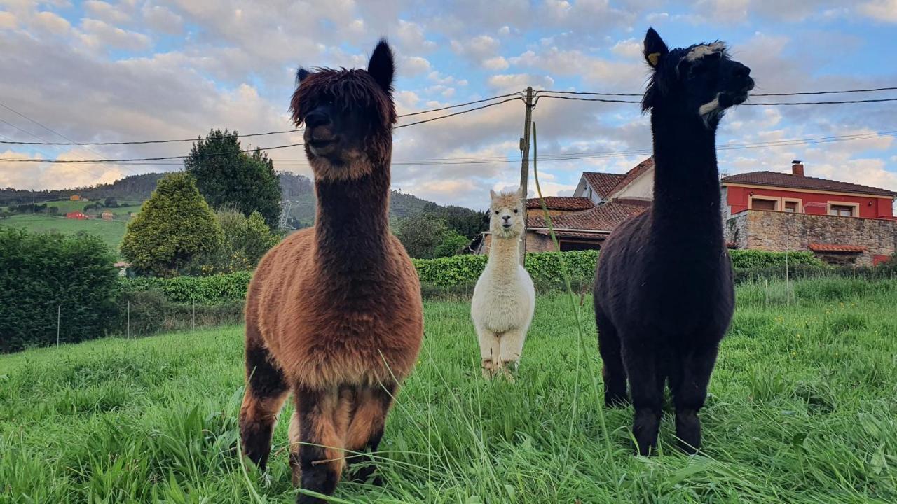 Hotel 3 Alpacas Ла-Кампа Экстерьер фото
