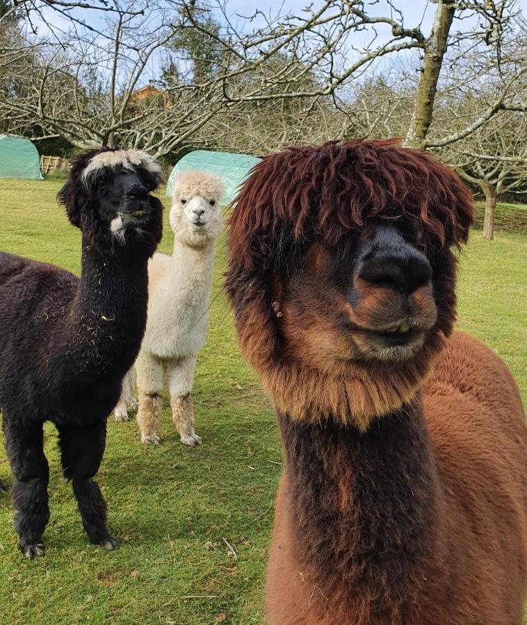 Hotel 3 Alpacas Ла-Кампа Экстерьер фото